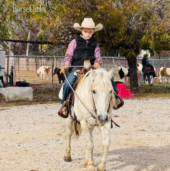 "Cisco" Grey Gelding Pony - Pony in Texas
