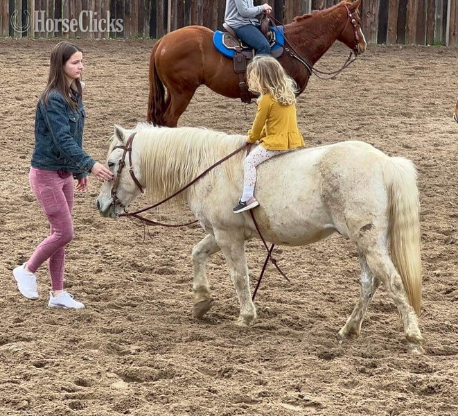 "Cisco" Grey Gelding Pony - Pony