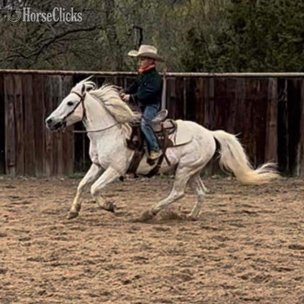 "Cisco" Grey Gelding Pony Texas