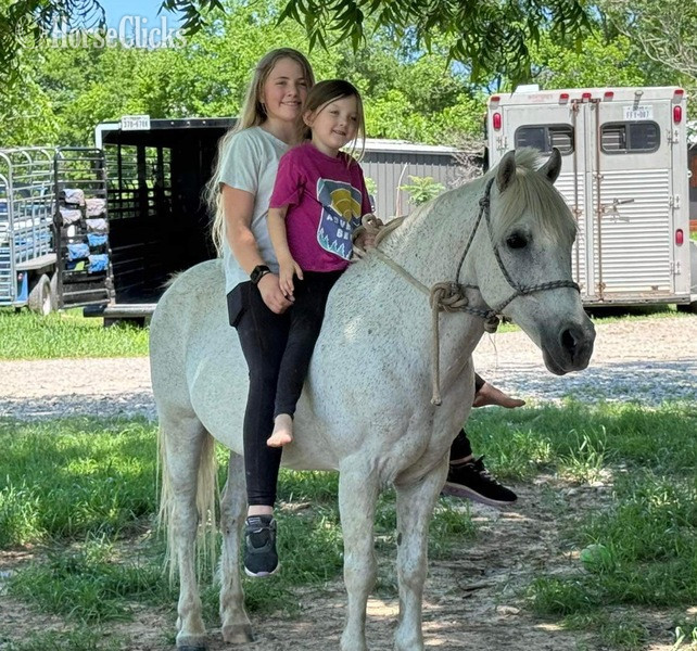 Pony - "Cisco" Grey Gelding Pony in Texas