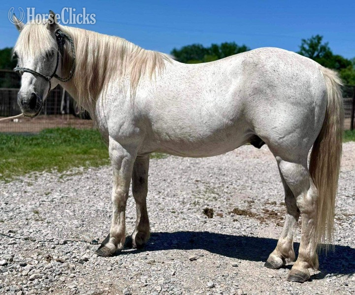 Pony - "Cisco" Grey Gelding Pony