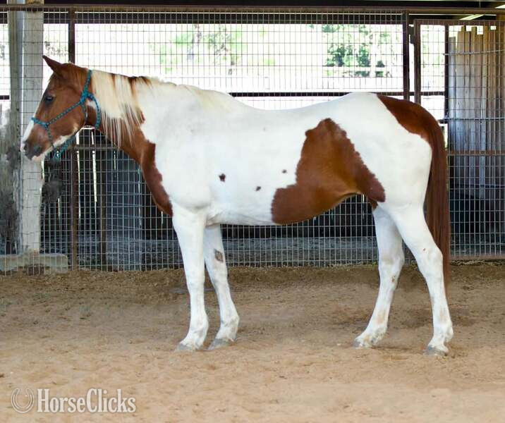 "June Bug" Sorrel Mare Paint in Texas