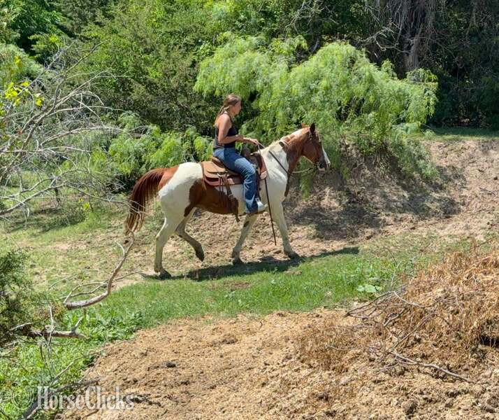 "June Bug" Sorrel Mare Paint - Paint