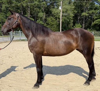 "Bay" Bay Mare Draft