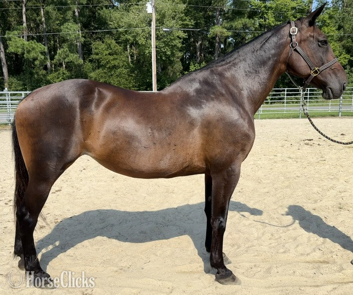 "Bay" Bay Mare Draft