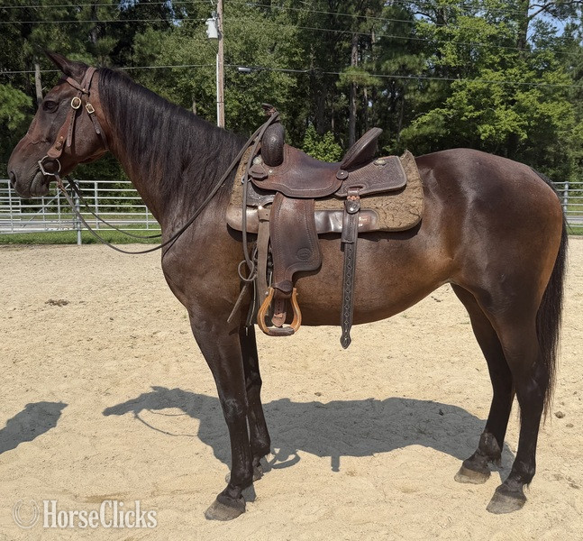 North Carolina "Bay" Bay Mare Draft