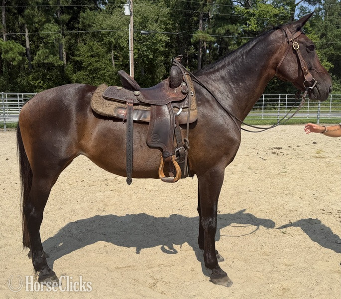 "Bay" Bay Mare Draft - Draft in North Carolina