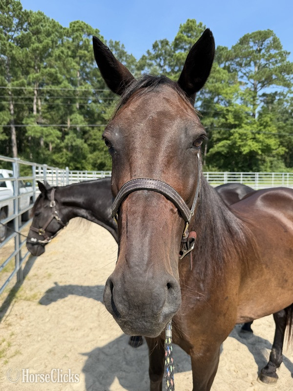 "Bay" Bay Mare Draft - Draft