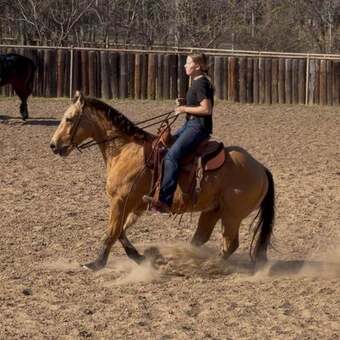 "Spirit" Buckskin Gelding Quarter Horse