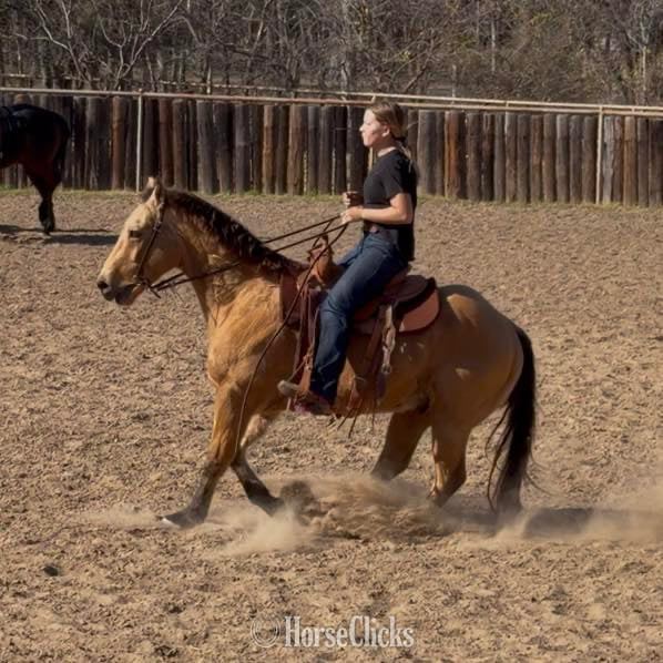 "Spirit" Buckskin Gelding Quarter Horse in Texas