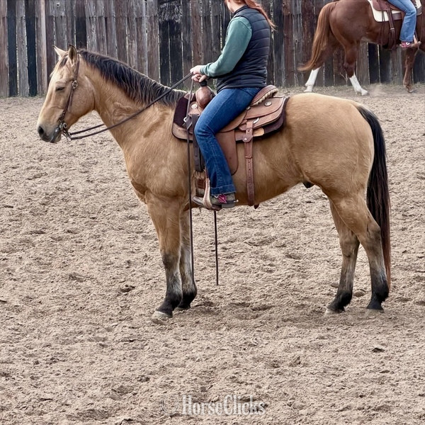 "Spirit" Buckskin Gelding Quarter Horse