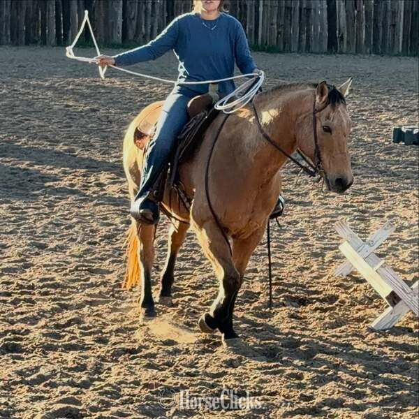 Texas "Spirit" Buckskin Gelding Quarter Horse