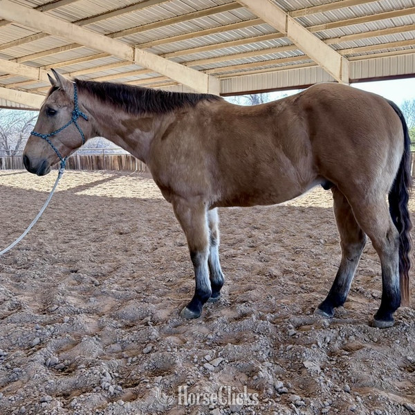 "Spirit" Buckskin Gelding Quarter Horse - Quarter Horse in Texas
