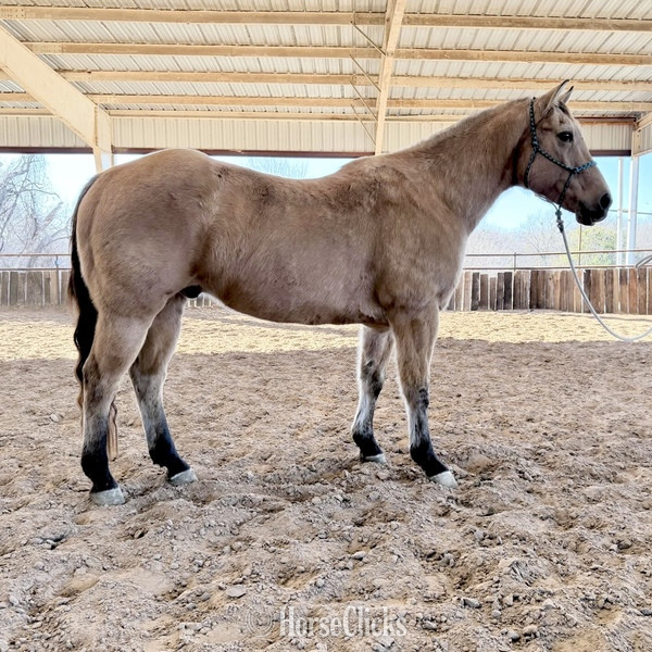 "Spirit" Buckskin Gelding Quarter Horse - Quarter Horse