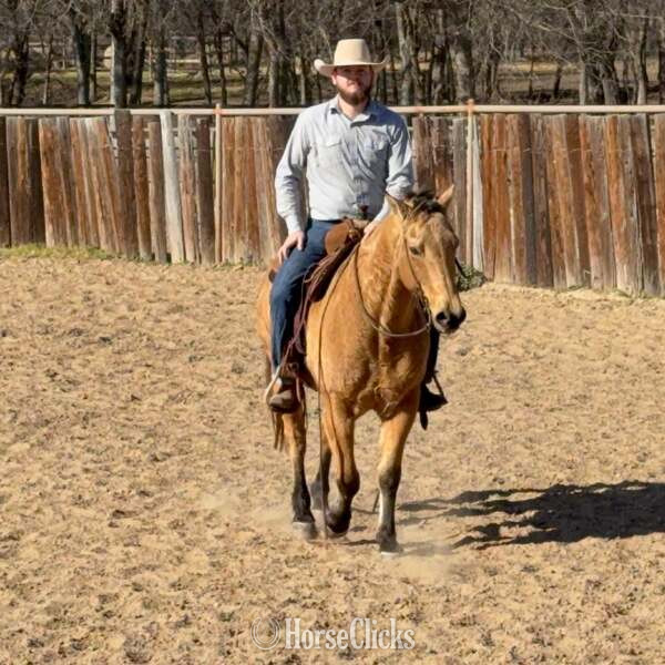 "Spirit" Buckskin Gelding Quarter Horse Texas