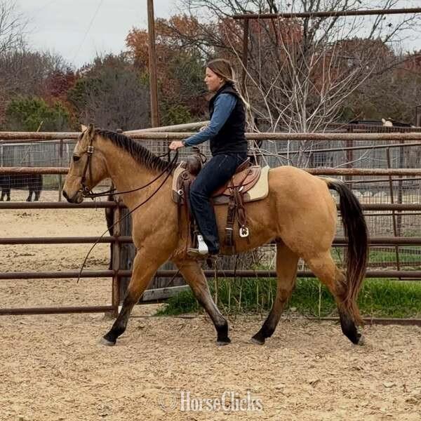 Quarter Horse - "Spirit" Buckskin Gelding Quarter Horse in Texas