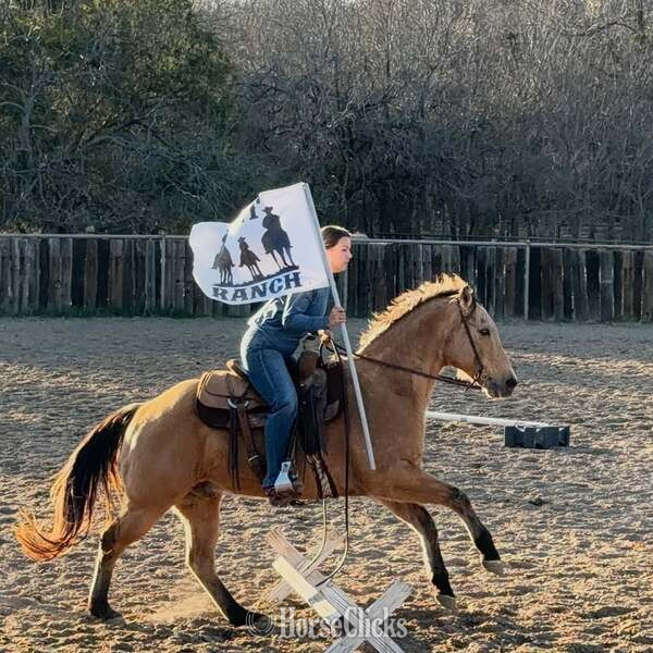 Quarter Horse - "Spirit" Buckskin Gelding Quarter Horse