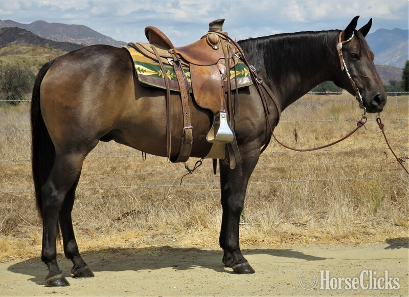 "SIMBA" Brown Gelding Other Breed in California