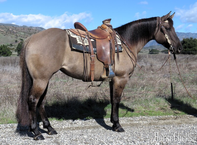 "Macy" Grulla Mare Quarter Horse in California