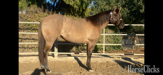 California "Macy" Grulla Mare Quarter Horse