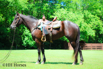 "SMIPPYS WEASL" Black Mare Quarter Horse