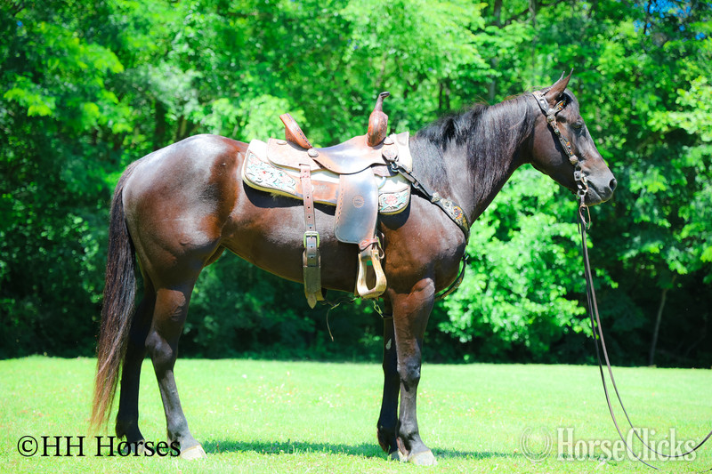 "SMIPPYS WEASL" Black Mare Quarter Horse