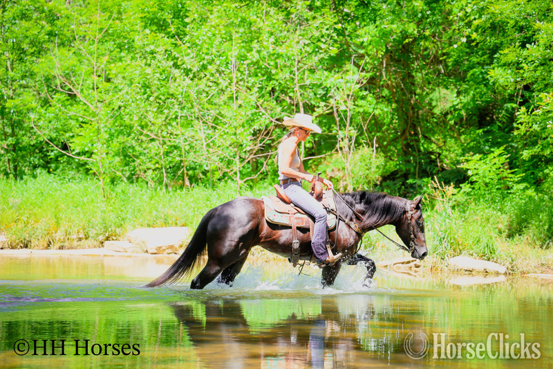 Kentucky "SMIPPYS WEASL" Black Mare Quarter Horse