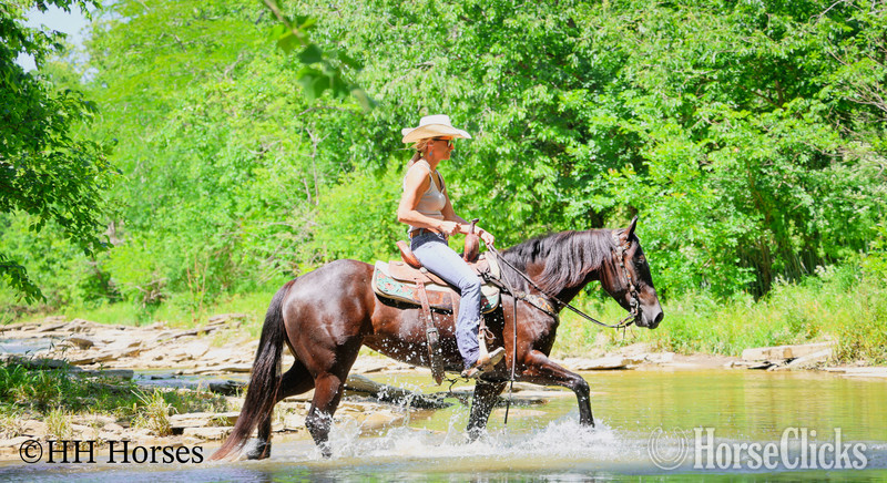 "SMIPPYS WEASL" Black Mare Quarter Horse - Quarter Horse in Kentucky