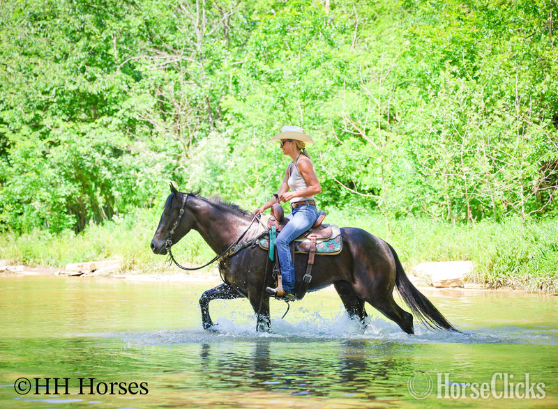 "SMIPPYS WEASL" Black Mare Quarter Horse - Quarter Horse