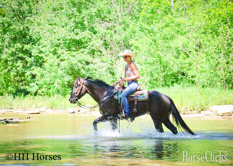 "SMIPPYS WEASL" Black Mare Quarter Horse Kentucky