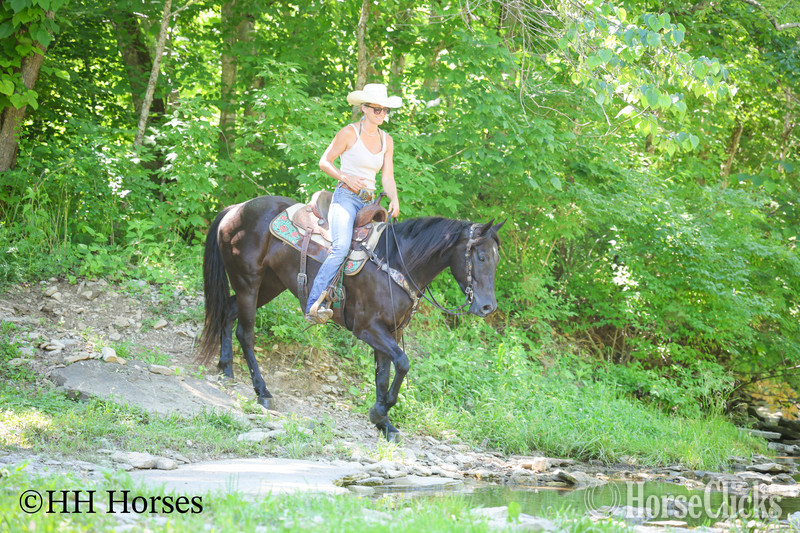Quarter Horse - "SMIPPYS WEASL" Black Mare Quarter Horse in Kentucky