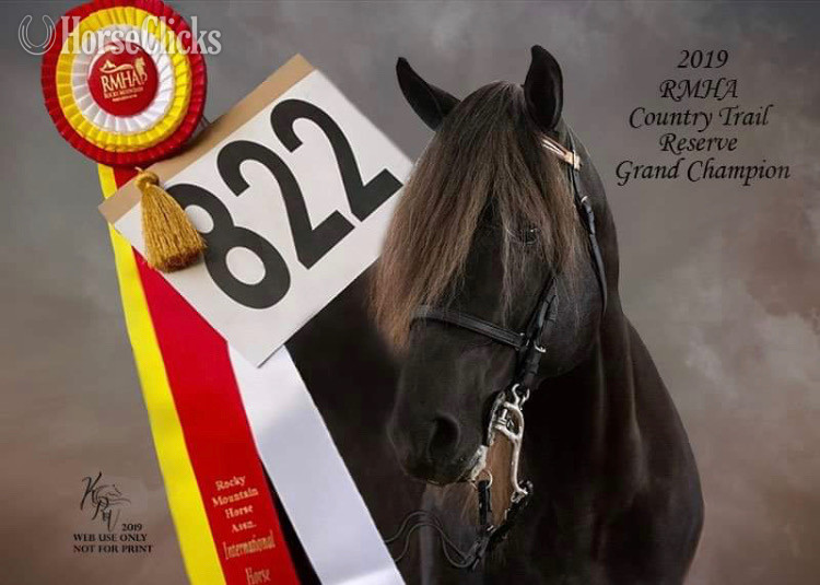 Chocolate 14.3hh Rocky Mountain Stallion in Kentucky