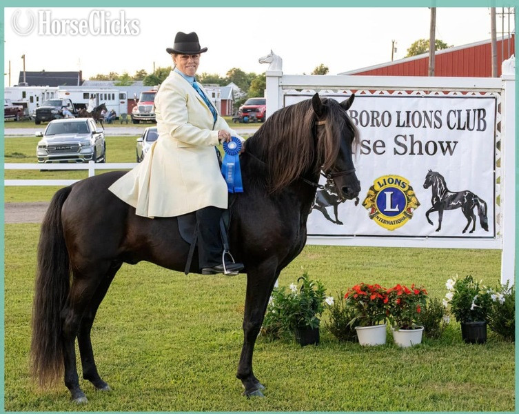 Chocolate 14.3hh Rocky Mountain Stallion