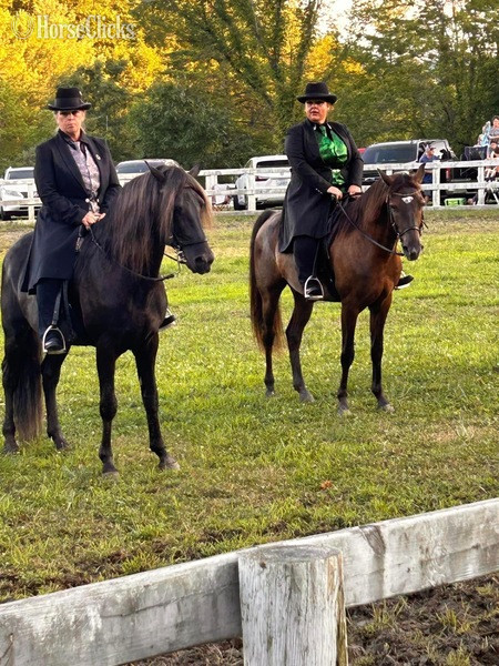Kentucky Chocolate 14.3hh Rocky Mountain Stallion