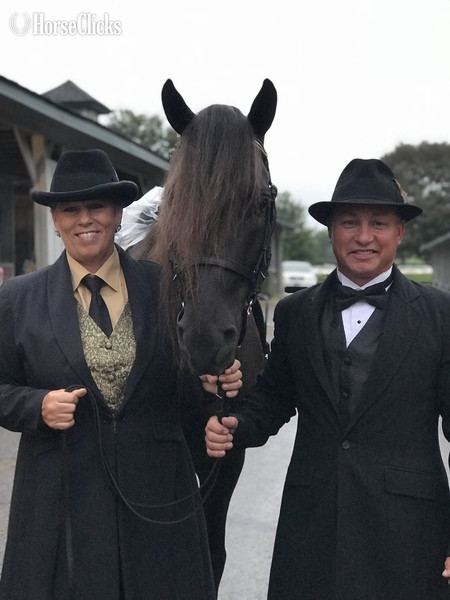 Chocolate 14.3hh Rocky Mountain Stallion Kentucky