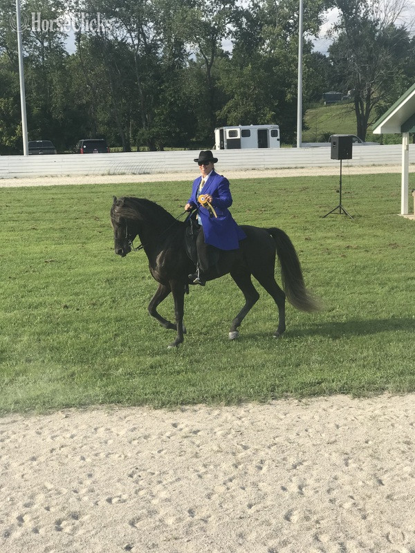 Rocky Mountain - Chocolate 14.3hh Rocky Mountain Stallion in Kentucky