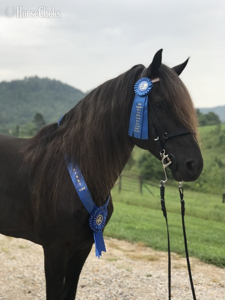 Rocky Mountain - Chocolate 14.3hh Rocky Mountain Stallion