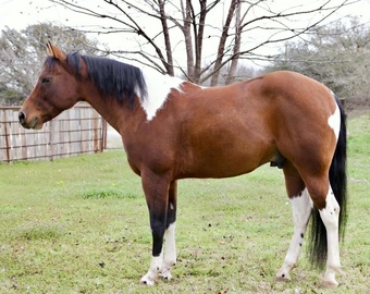 "Zeppelin" Bay Gelding Paint
