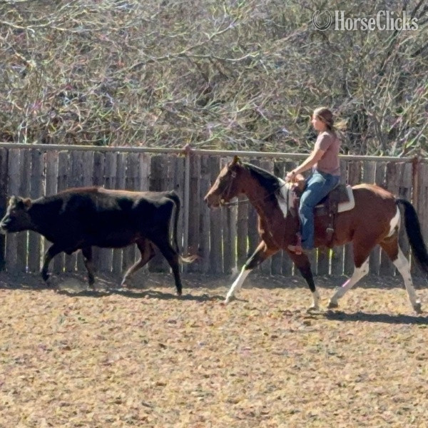 "Zeppelin" Bay Gelding Paint