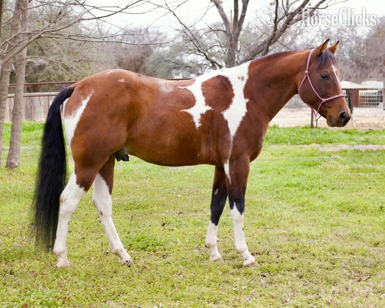 "Zeppelin" Bay Gelding Paint - Paint in Texas