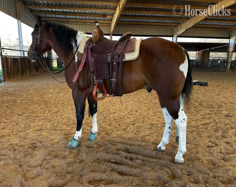"Zeppelin" Bay Gelding Paint - Paint