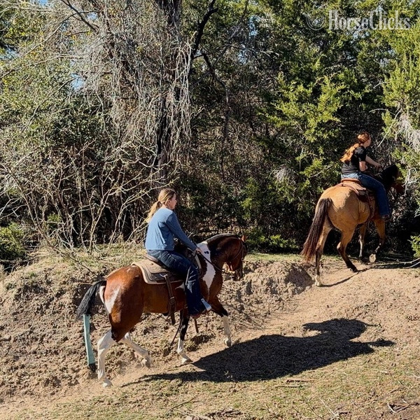 Paint - "Zeppelin" Bay Gelding Paint in Texas