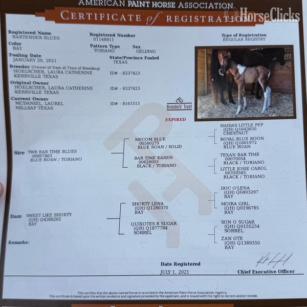 Paint - "Zeppelin" Bay Gelding Paint