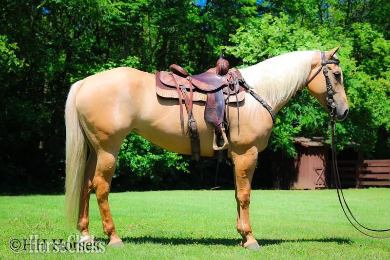 "TEXICA SNOW" Palomino Mare Quarter Horse in Kentucky