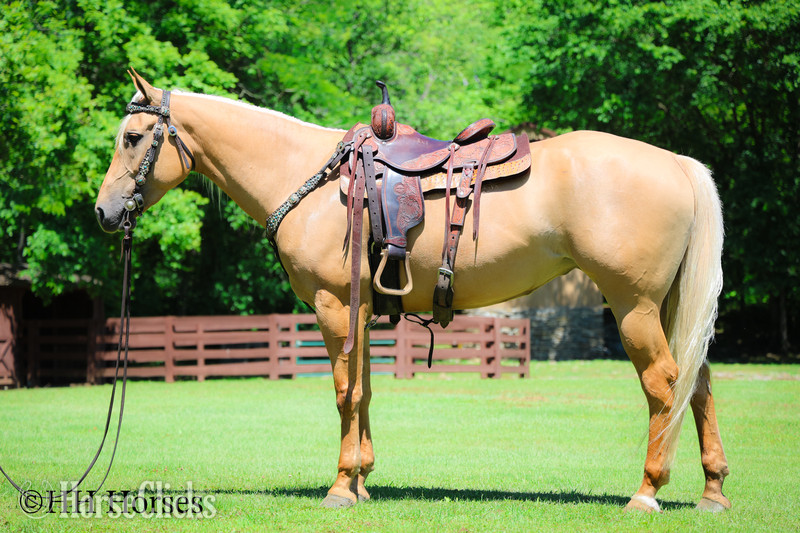 "TEXICA SNOW" Palomino Mare Quarter Horse