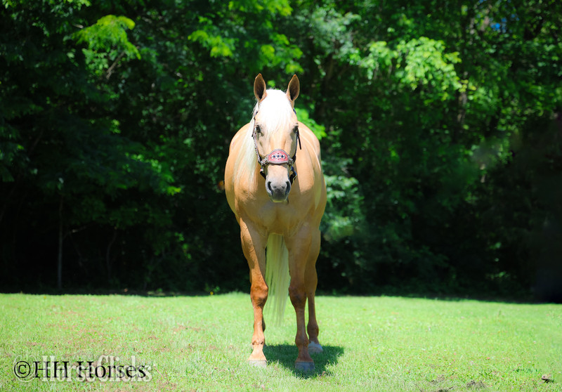 "TEXICA SNOW" Palomino Mare Quarter Horse - Quarter Horse in Kentucky