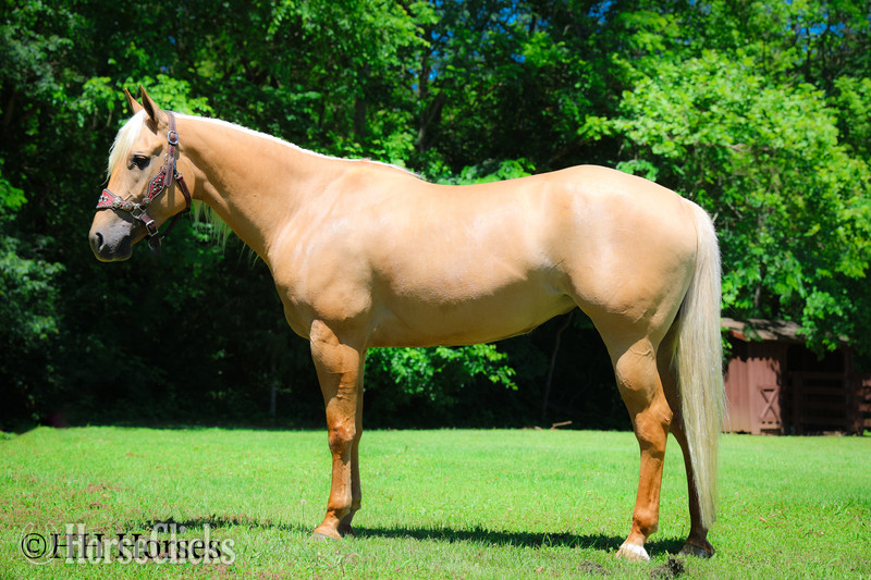 "TEXICA SNOW" Palomino Mare Quarter Horse - Quarter Horse