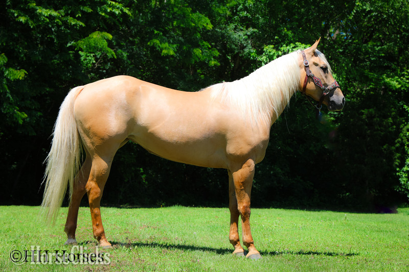 "TEXICA SNOW" Palomino Mare Quarter Horse Kentucky