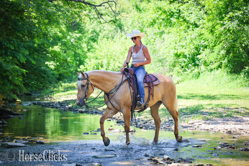 Quarter Horse - "TEXICA SNOW" Palomino Mare Quarter Horse in Kentucky