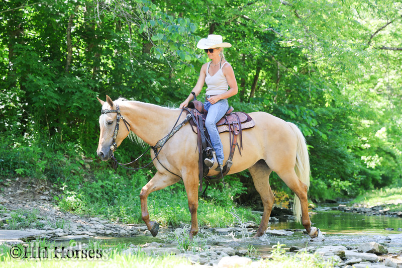 Quarter Horse - "TEXICA SNOW" Palomino Mare Quarter Horse